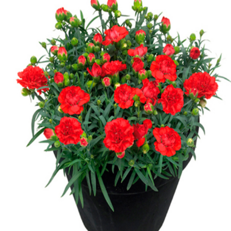 Sunnybees Red Kokulu Karanfil Çiçeği Fidesi (2 adet)