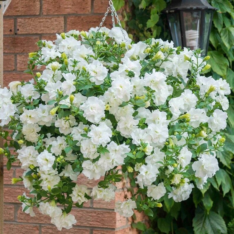 Tumbelina Kokulu Katmerli Sarkıcı Superstar Petunya Çiçeği Fidesi (1  Adet)