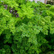 Doğal Forest Green Kıvırcık Maydanoz Tohumu (150 tohum)