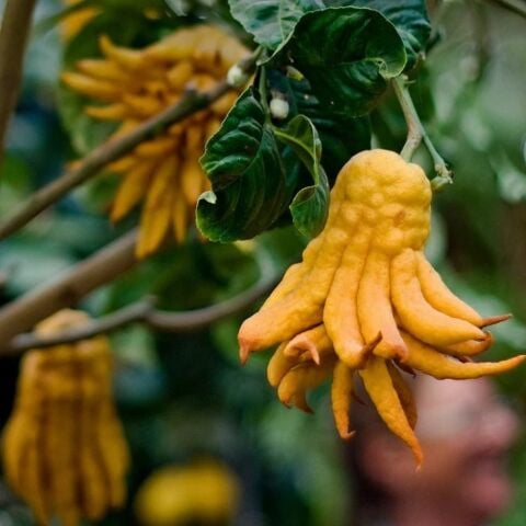 Nadir Budanın Eli(Buddha's hand fruit) Limon Fidanı Seneye Meyve Verir Durumda