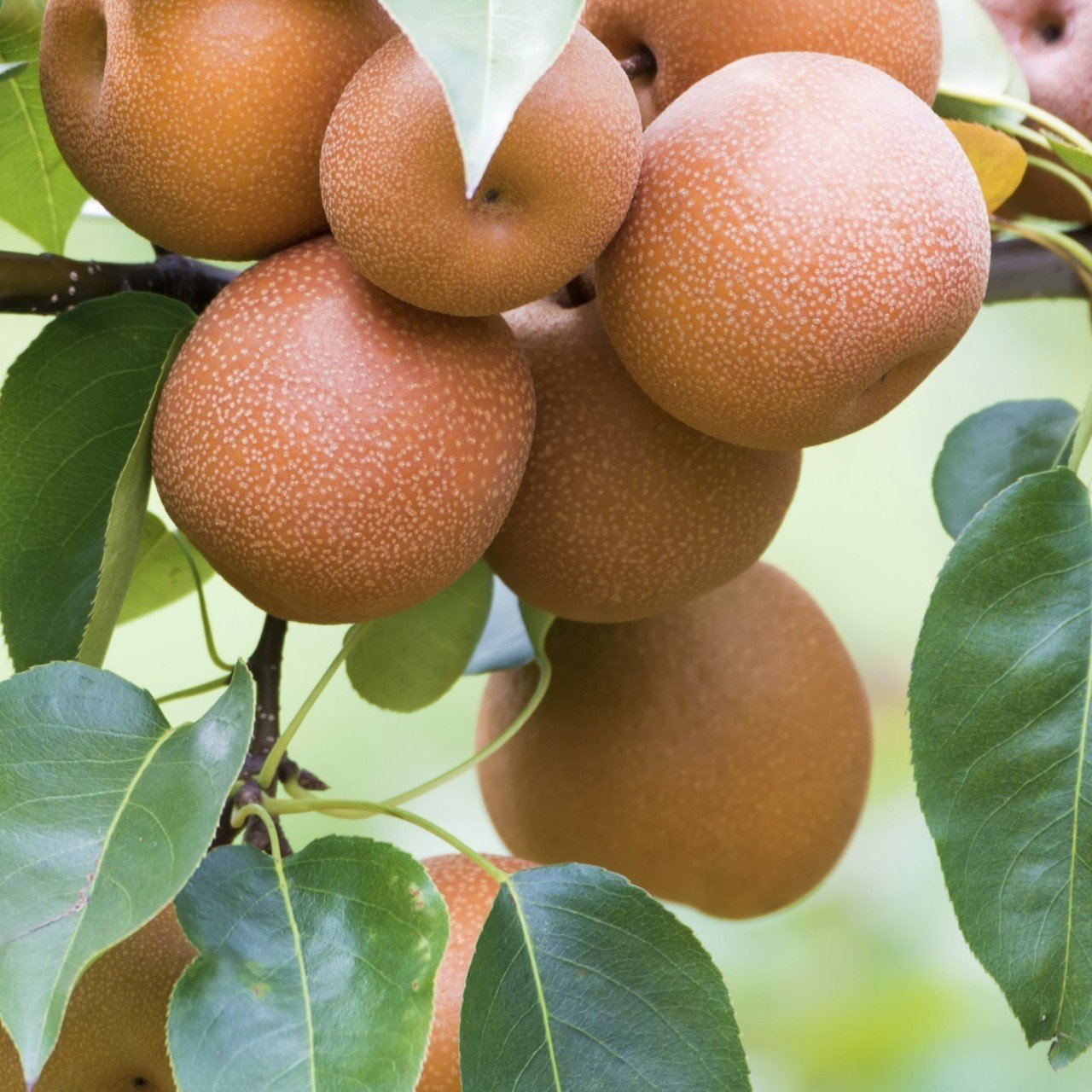 Tüplü Yarı Bodur Chojuro Dev Naşi Japon Armudu Fidanı