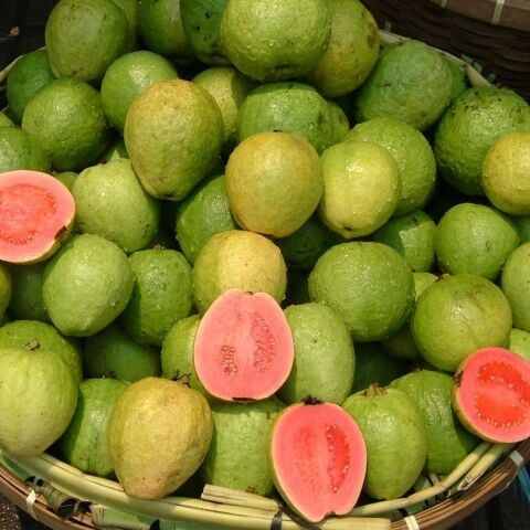 Tüplü Psidium Guajava L İçi Pembe Dışı Aromatik Yeşil Duava Fidanı