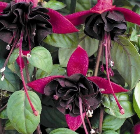 Formlu Bitki 7 Lik Saksıda Blacky Siyah Renkli Küpe Çiçeği Çiçek Açabilir Bitki