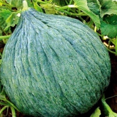 Geleneksel Ata Tohumları Hasanbey Kavun Tohumu (20 tohum)