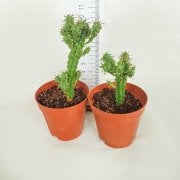 Euphorbia Mammillaris Kaktüs (5.5 Luk Saksıda)