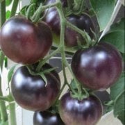 Doğal Blue Tomato(Mavi Domates) Tohumu (10 adet)