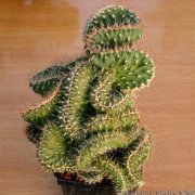 Opuntia Fulgida Cristata Kıvrımlı Beyin Kaktüs (5.5 Luk Saksıda)