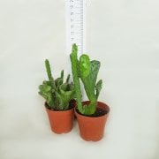 Opuntia Fulgida Cristata Kıvrımlı Beyin Kaktüs (5.5 Luk Saksıda)