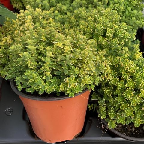 Yayılıcı Limon Kokulu Limone Aromatik Kekik Fidesi (10 Adet)