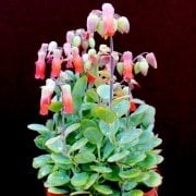 Kalanchoe Marnieriana Sukulent Kırmızı Çiçekli (5.5 Luk Saksıda)