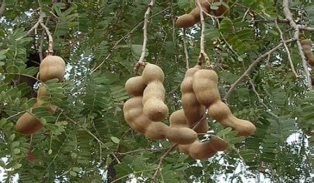 Tamarind(Demirhindi ) Tohumu( 5 tohum)