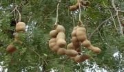 Tamarind(Demirhindi ) Tohumu( 5 tohum)