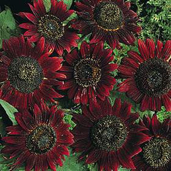Dark Red Ayçiçeği Fidesi (5 adet)