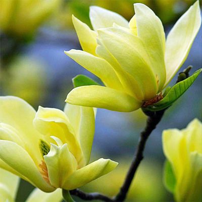 Magnolia acuminata Ağacı Tohumu (5 tohum)
