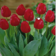 Hollandia Lale Soğanı
