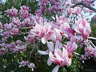 Saucer Magnolia Ağacı Tohumu (5 tohum)