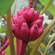 Pembe Velvet Muz Tohumu(5 tohum)