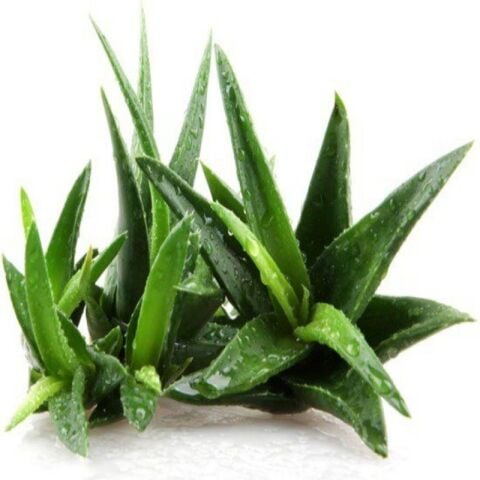 Tüplü Aromatik Aloe Vera(Sarı Sabır Fidanı