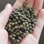 Şifa Amaçlı Doğal Bamya Tohumu (0,5 kg)