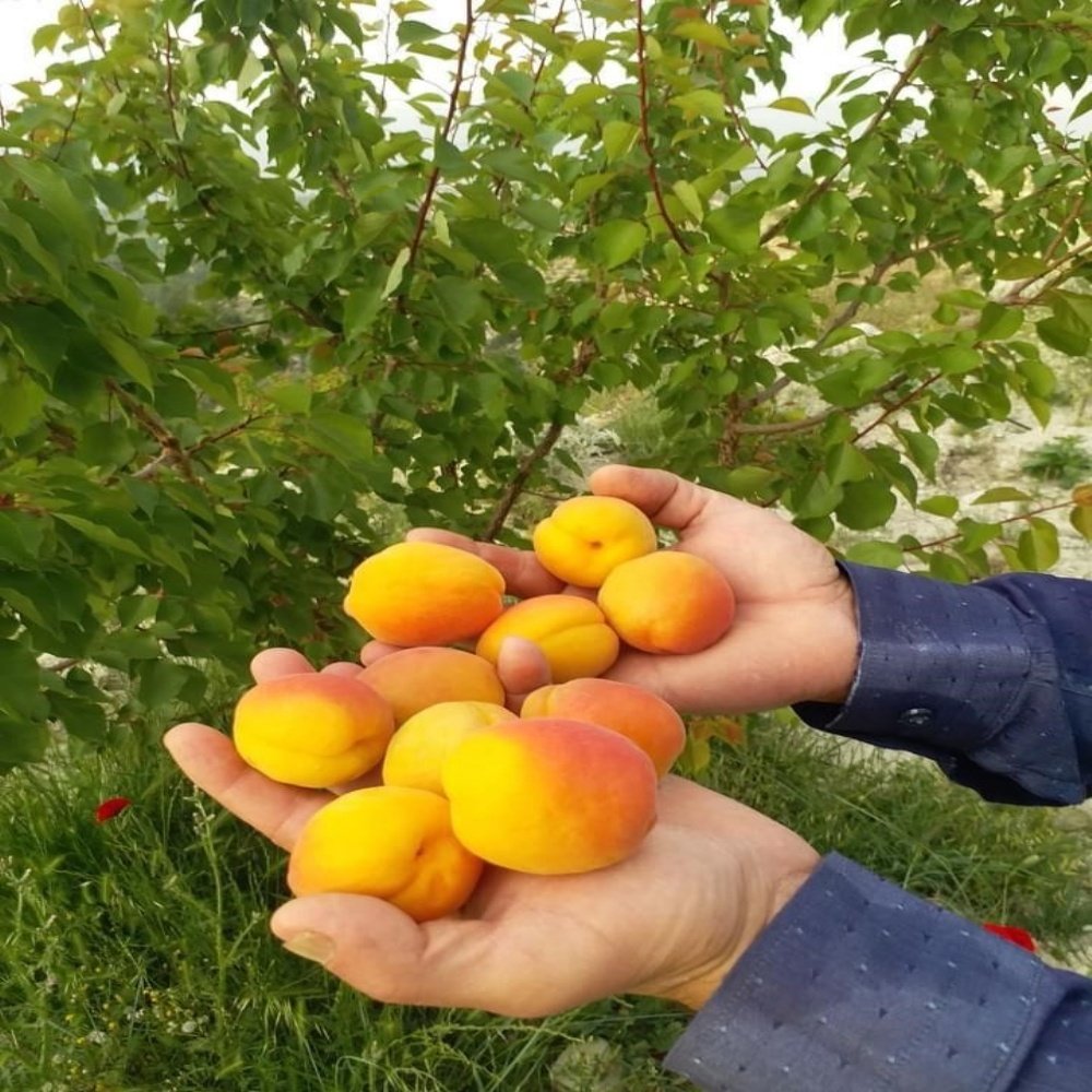 Dalından Turfanda Erkenci Taze Kayısı (1000 gram) Kargo Dahil
