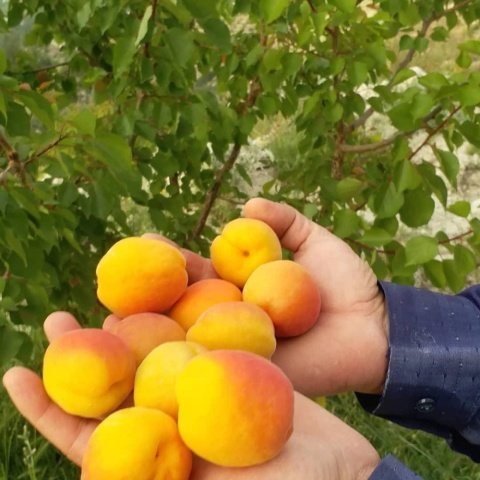 Dalından Turfanda Erkenci Taze Kayısı (1000 gram) Kargo Dahil