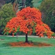 Nadir Royal Poinciana Ağacı Tohumu(5 tohum)