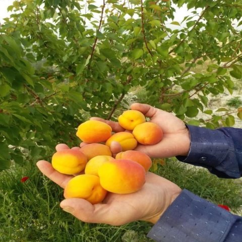 Bedava Kargo Dalından Turfanda Erkenci Taze Kayısı (5000 gram) Kargo Dahil