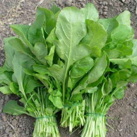 Anadolu Geleneksel Yaprak Roka Fidesi (5 adet)