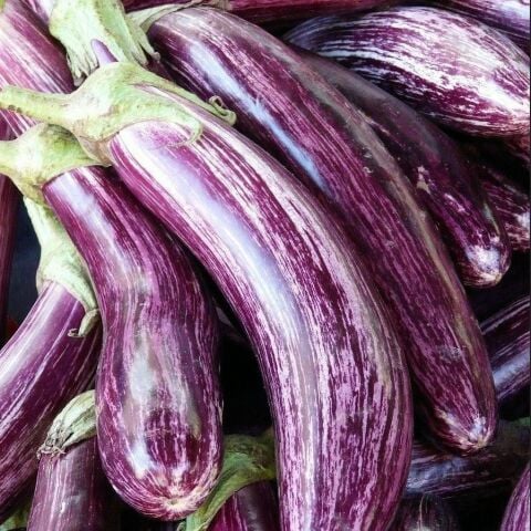 Geleneksel Etli Manisa Çizgili Patlıcan Fidesi (5 adet)