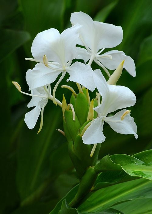 HEDYCHIUM coronarium White Ginger Tohumu(5 adet)