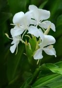 HEDYCHIUM coronarium White Ginger Tohumu(5 adet)