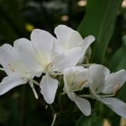 HEDYCHIUM coronarium White Ginger Tohumu(5 adet)