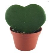 Hoya Kerri Kalp Şeklinde Sukulent (5.5 Luk Saksıda)