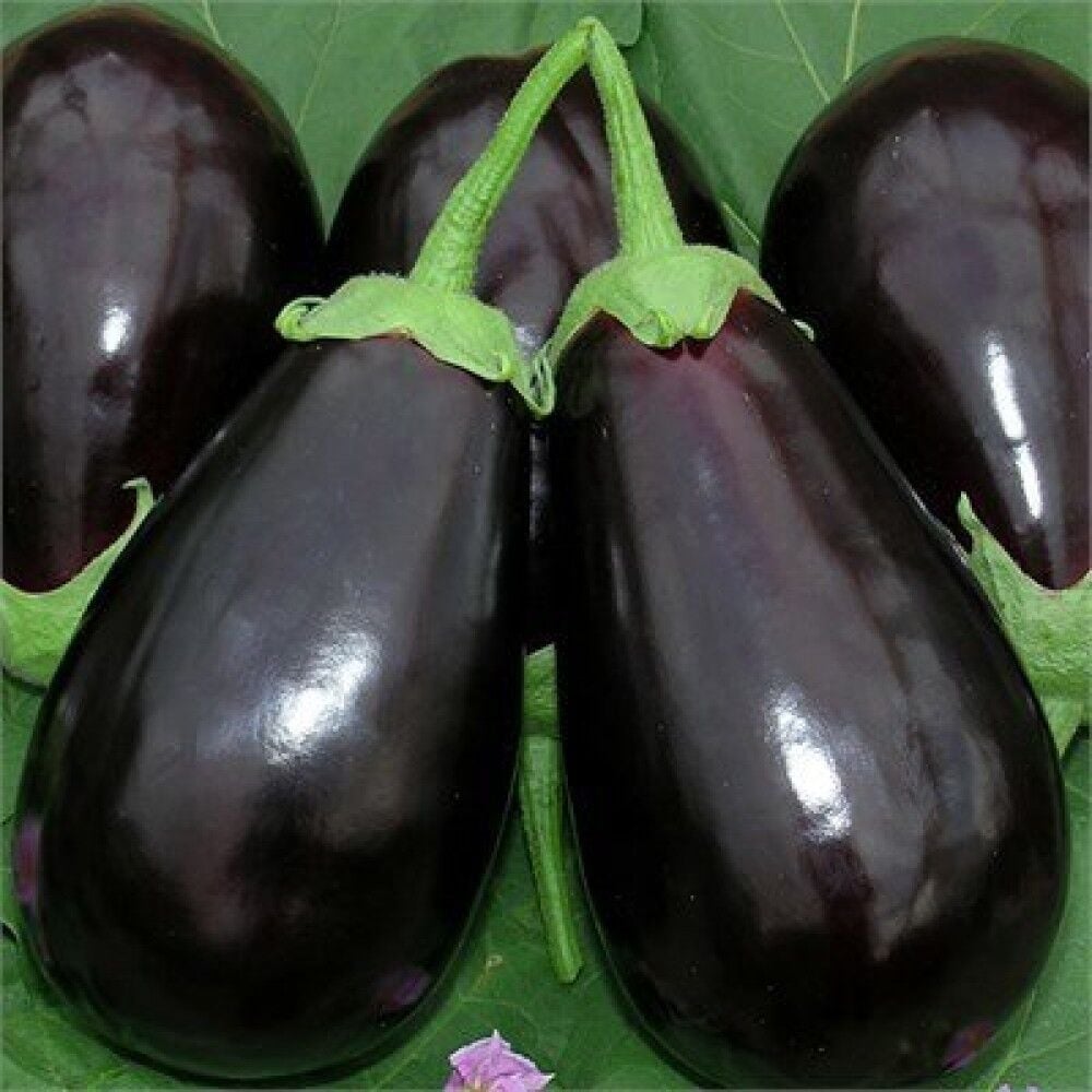 Közlemelik Yemeklik Yüksek Verimli Etli Malkara Topan Patlıcan Fidesi (5adet)