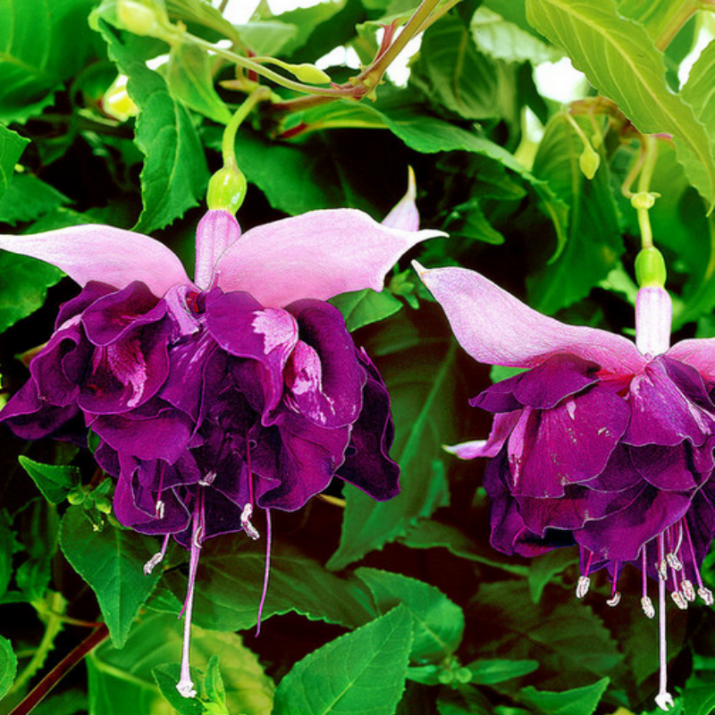 Koleksiyonluk XXL Çiçekli Marbelle Royal Mosaic Küpe Çiçeği Fidesi (1 adet)