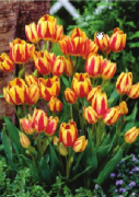 Colour Spactacle Sarı Kırmızı Lale Soğanı( 5 adet)
