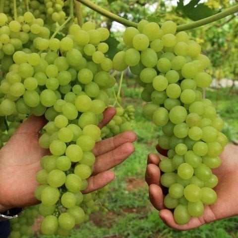 Kurutmalık Sofralık Pekmezlik Endemik Yöresel Toros Gök Üzümü Fidanı