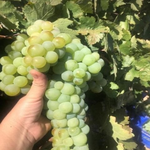 Kurutmalık Sofralık Pekmezlik Endemik Yöresel Toros Gök Üzümü Fidanı