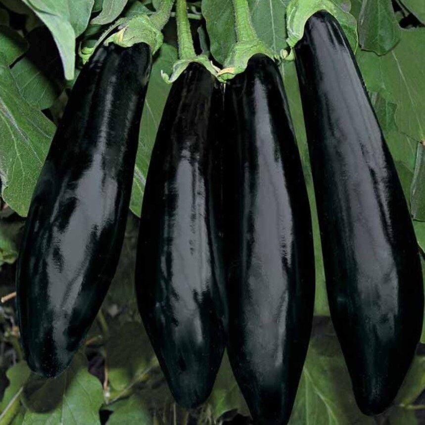 Yüksek Verimli Bolveren Anamur Patlıcan Fidesi (5 adet)