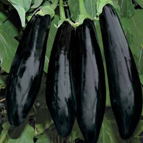 Yüksek Verimli Bolveren Anamur Patlıcan Fidesi (5 adet)