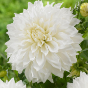 Fleurel Dahlia Çiçeği Yumrusu (1 adet)
