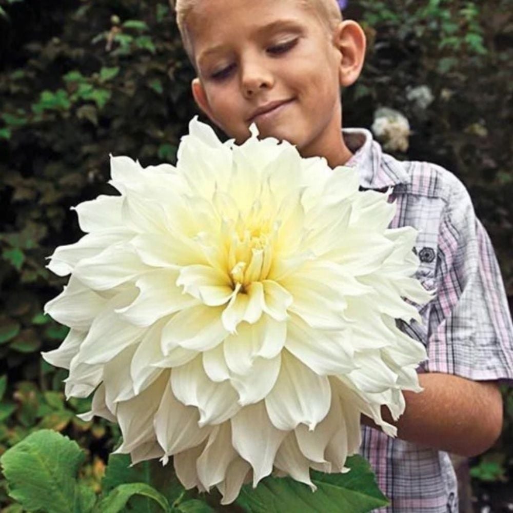 Fleurel Dahlia Çiçeği Yumrusu (1 adet)