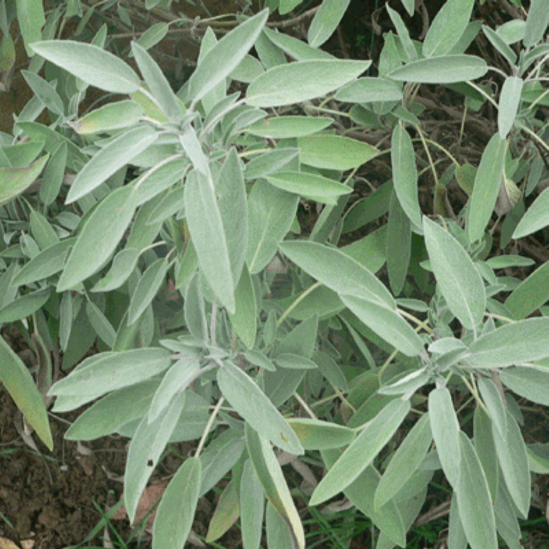Tüplü Geniş Yapraklı Salvia Culinaria Adaçayı Fidanı