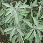 Tüplü Geniş Yapraklı Salvia Culinaria Adaçayı Fidanı