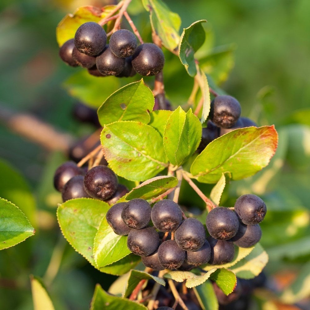 Viking Siyah Aronya Aronia Chokeberry Fidanı (10-20 cm) 20 adet