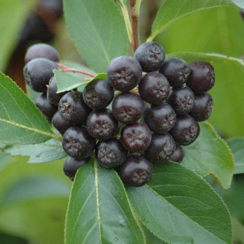 Viking Siyah Aronya Aronia Chokeberry Fidanı (10-20 cm) 20 adet