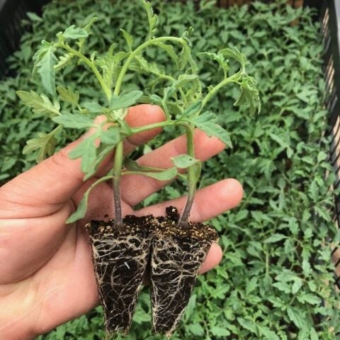 Yüksek Verimli İri Beef  Songül Sırık Pembe Domates Fidesi (5 adet)