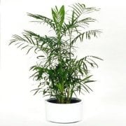 Saksılık Bambu Ağacı Tohumu(5 tohum)