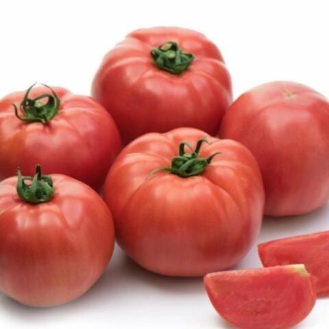 Yüksek Verimli İri Beef  Songül Sırık Pembe Domates Fidesi (5 adet)