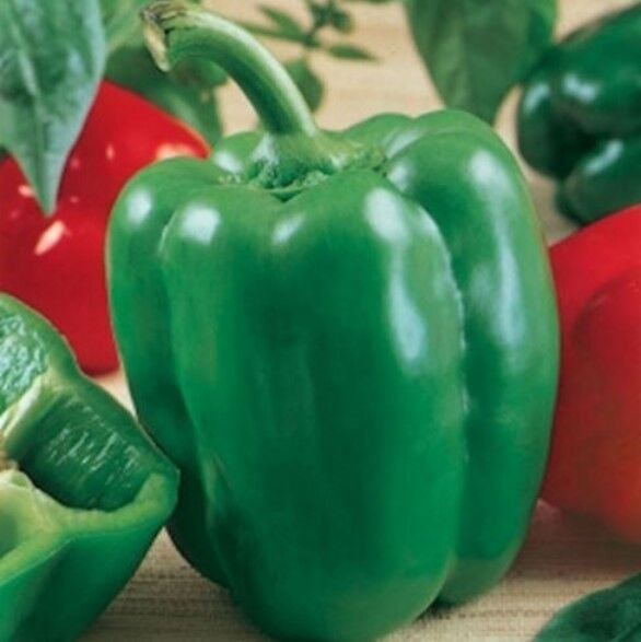 Azim Etli Közlemelik Yeşil Dolmalık Dolmalık Biber Fidesi 5 adet